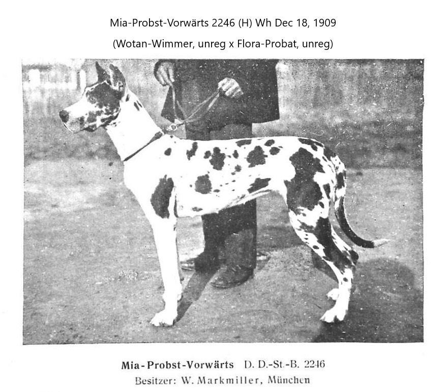 Mia-Probst-Vorwarts